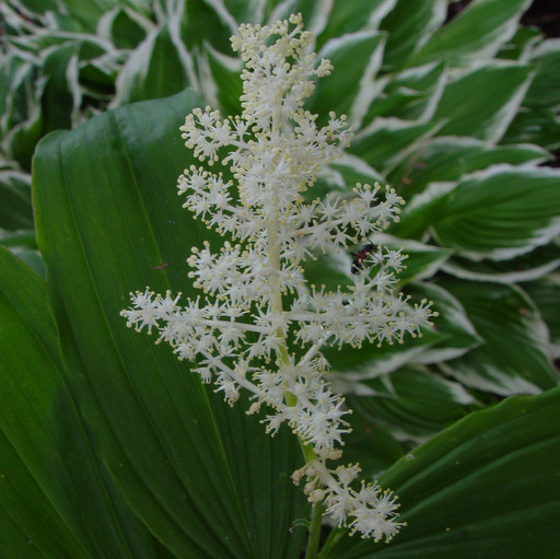 Smilacina racemosa - Click Image to Close